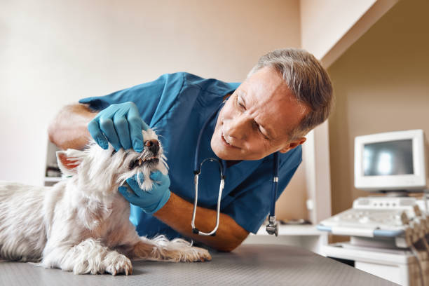 Best Emergency Tooth Extraction in Ferron, UT